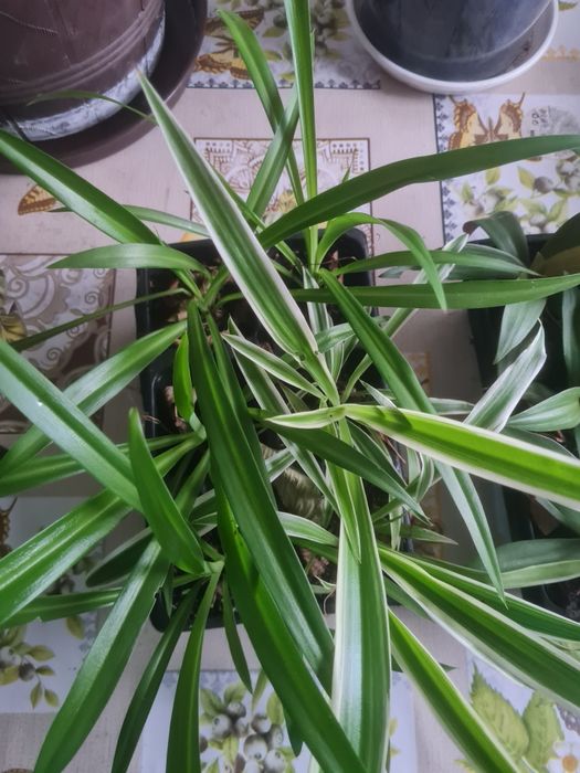 Zielistka "Spider plant" biało zielone i całe zielone