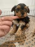 Suczka york terrier