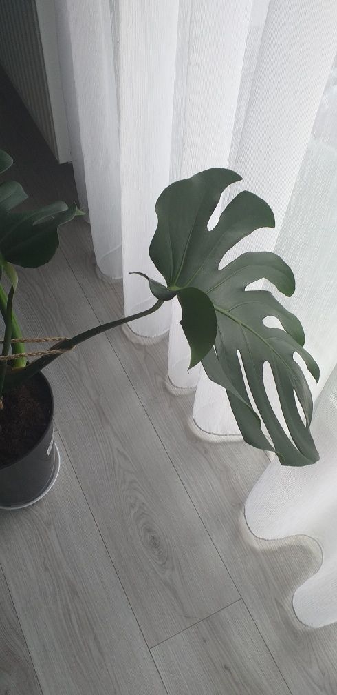 Monstera dziurawa