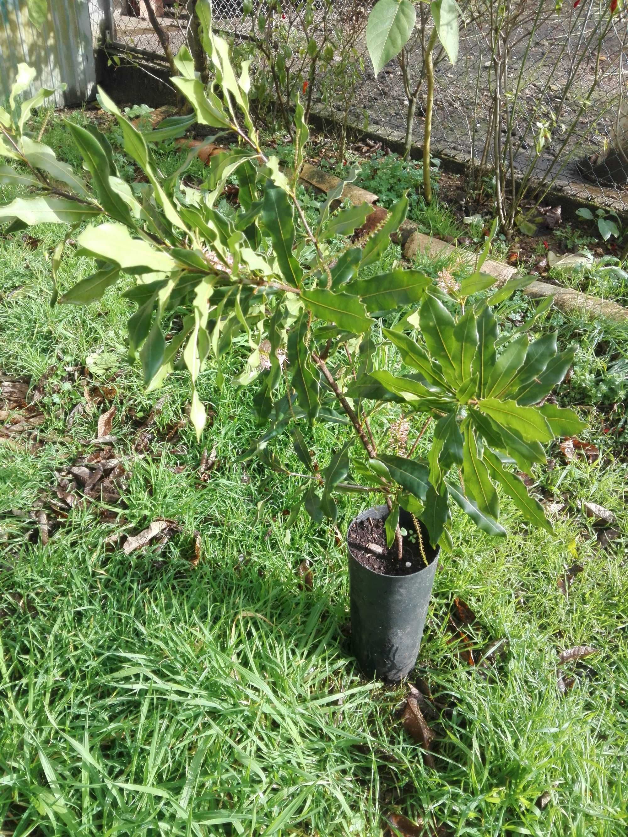 Macadamias em flor