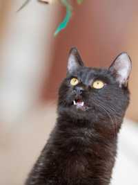 Бася, 1 год, черная кошка. Красивая и классная