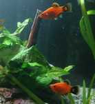Peixes Guppy'S, Molly'S e Platy'S