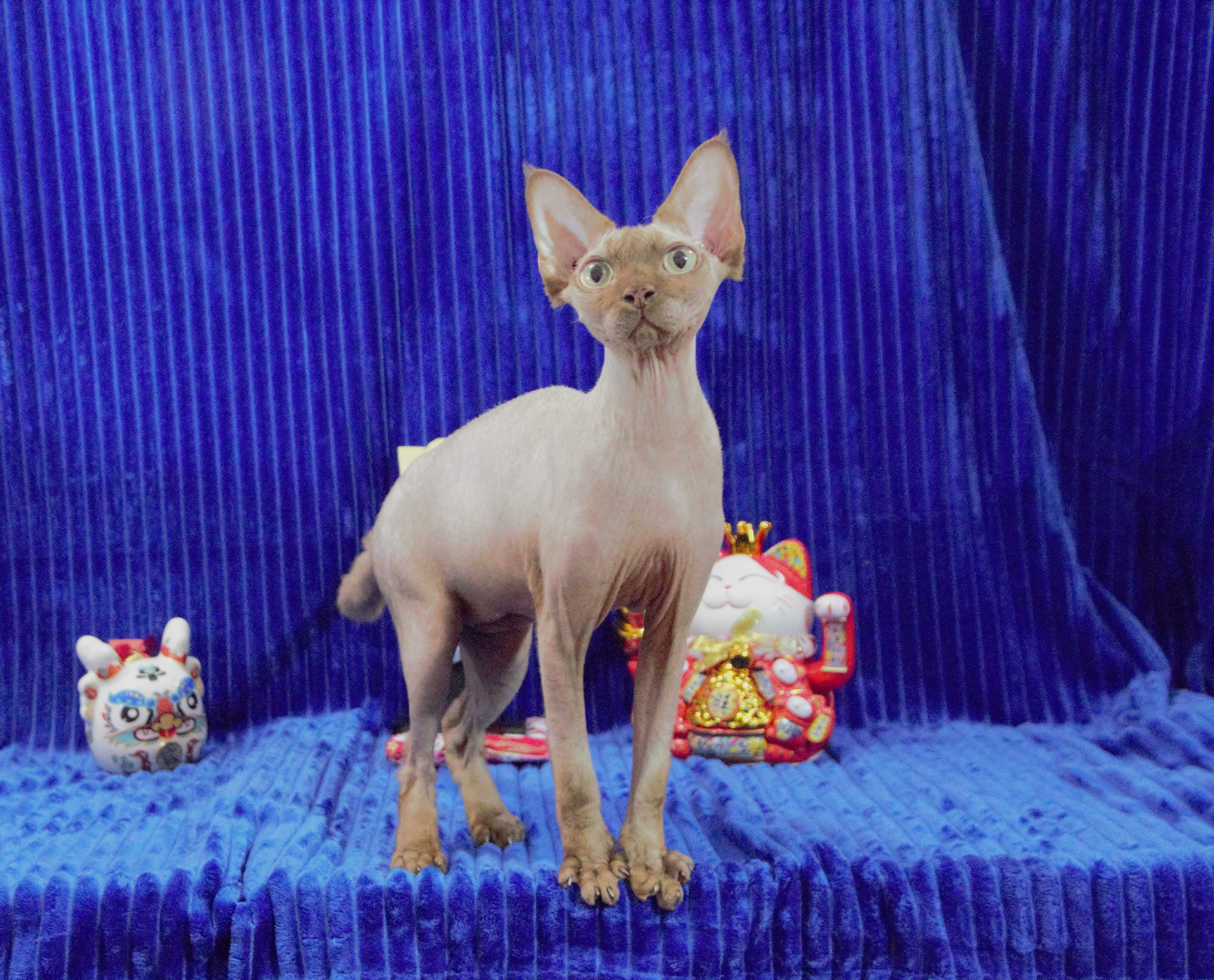 Kociak Devon Rex