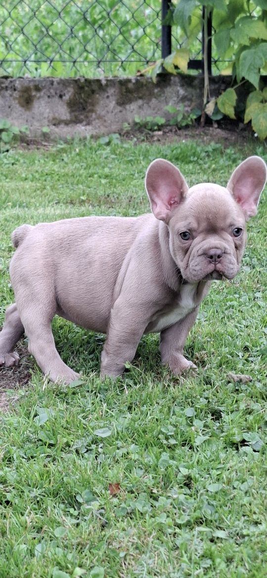 Suczka buldog francuski