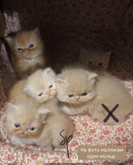 Породисті персидські кошенята