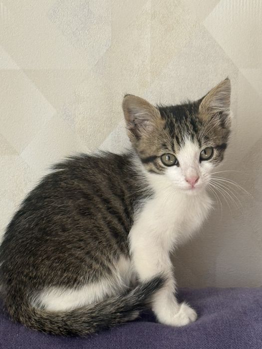 Котенок мальчик  2,5 месяца