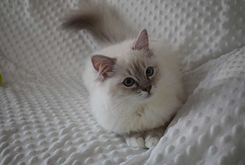 SOYA - rodowodowa kotka rasy ragdoll FPL