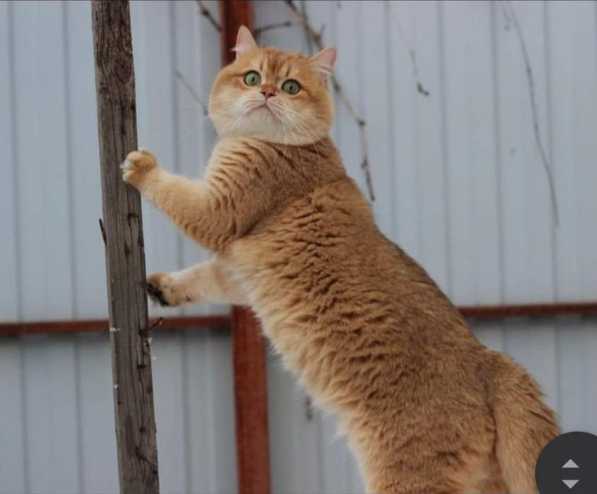 Мальчик золотая шиншила!