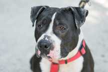 Piękny pies w typie TTB amstaff Shrek szuka domu