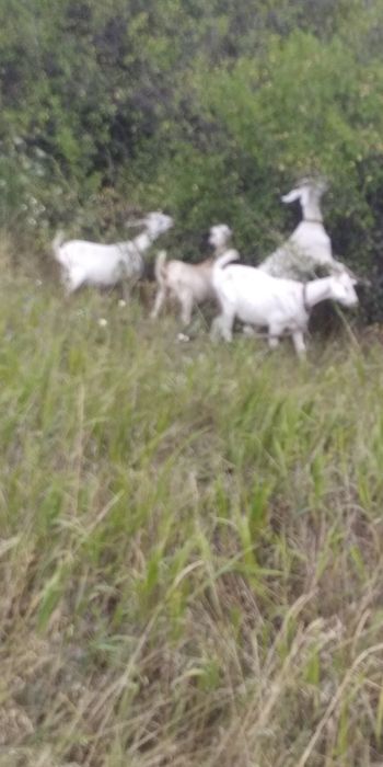 Козочек разного возраста