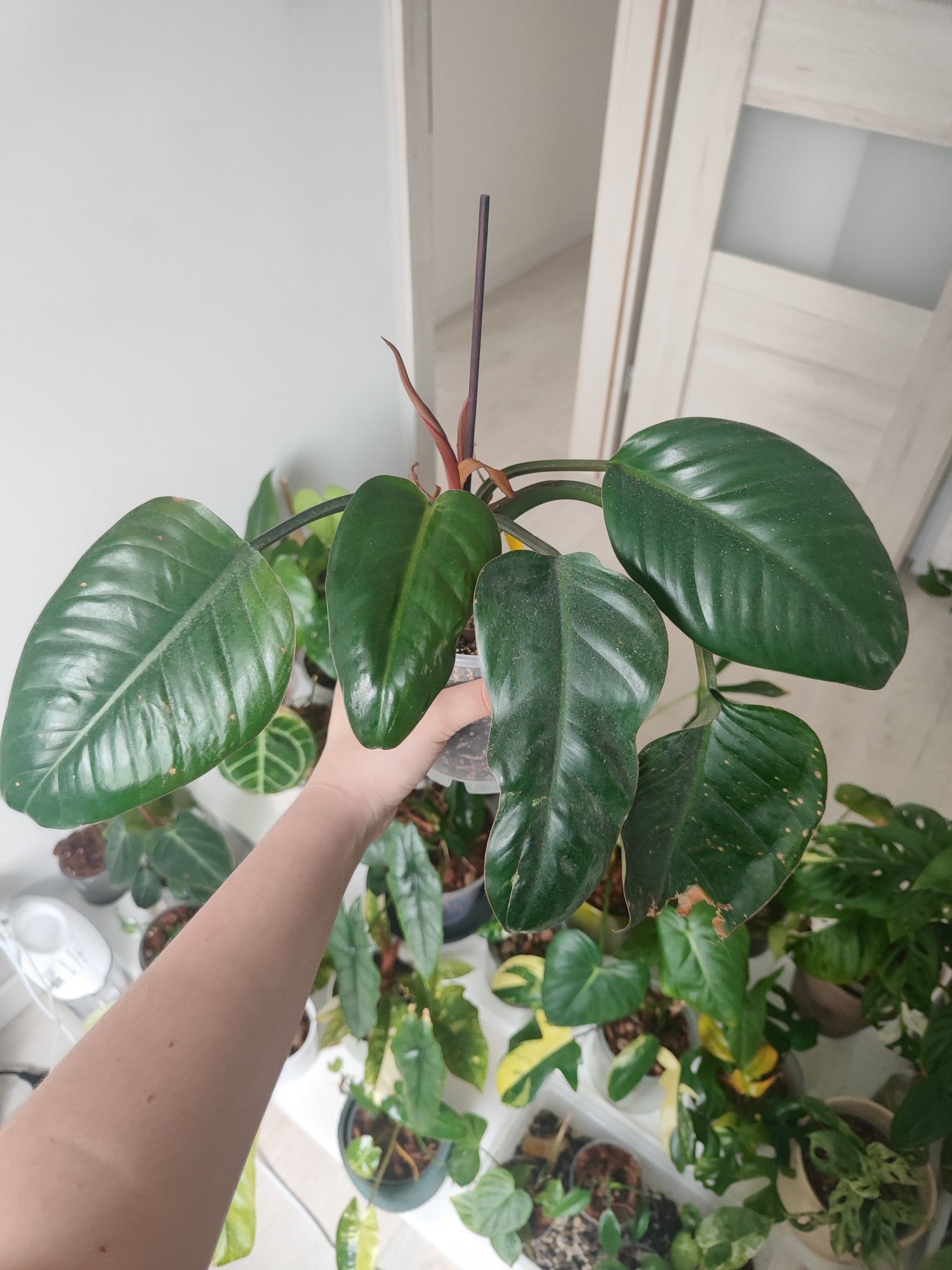 Philodendron Congo Red