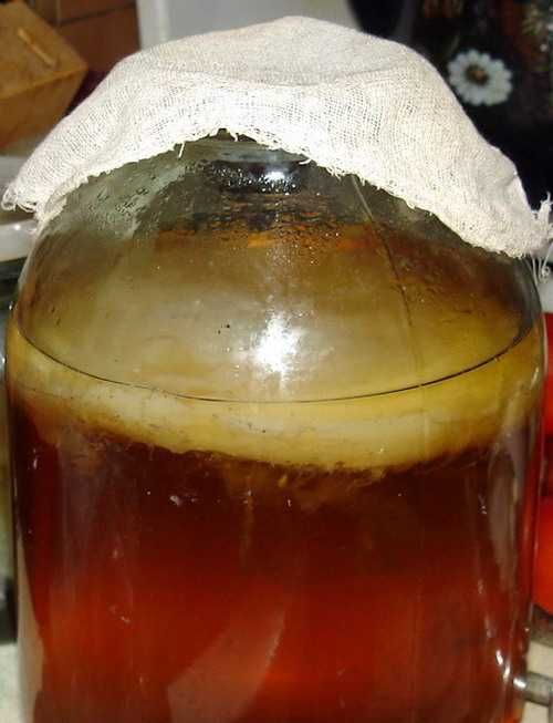 Гриб чайний ( комбуча)