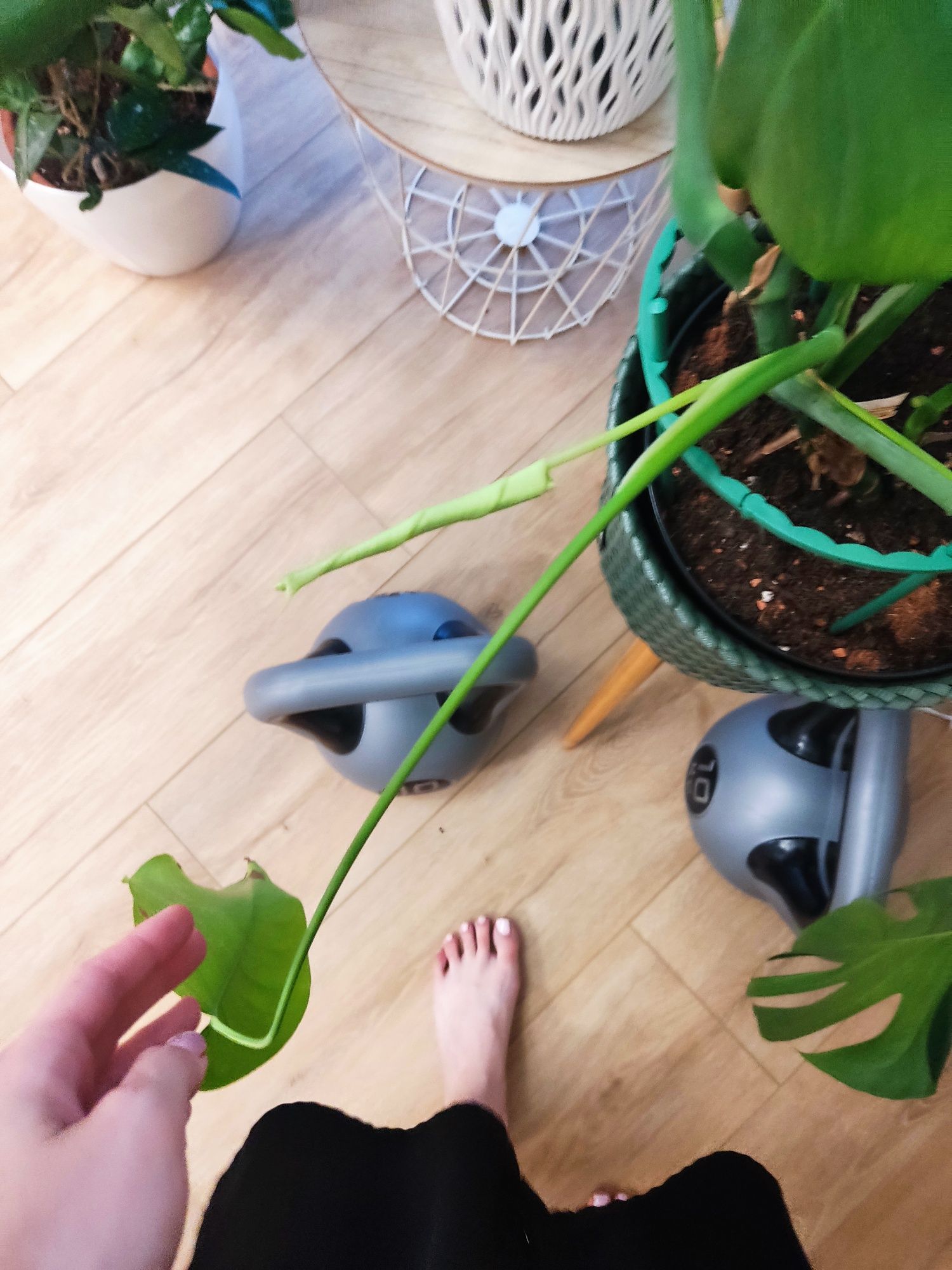 Rezerwacja Kwiat monstera piękna