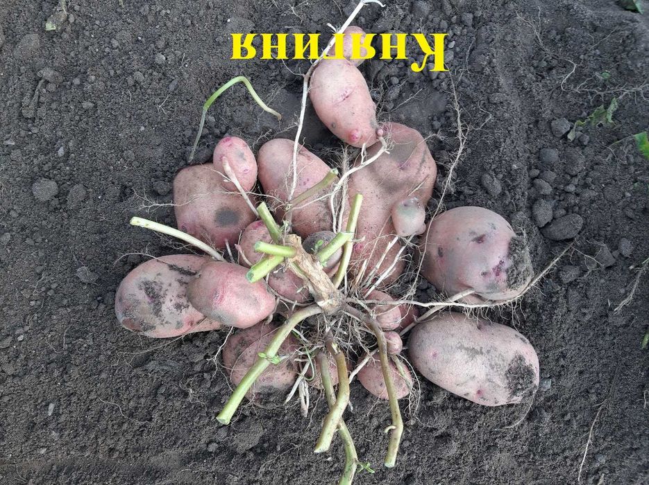 Картопля еліта  сорт Княгиня