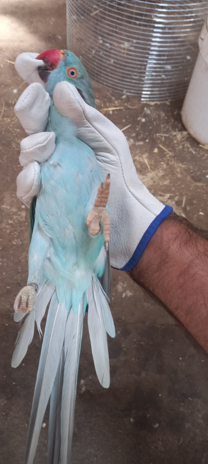 Casal de ring neck azul turquesa