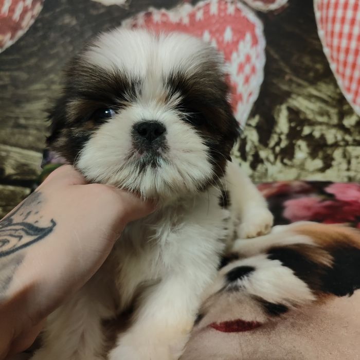Gemma malutka suczka Shih Tzu odbiór grudzień