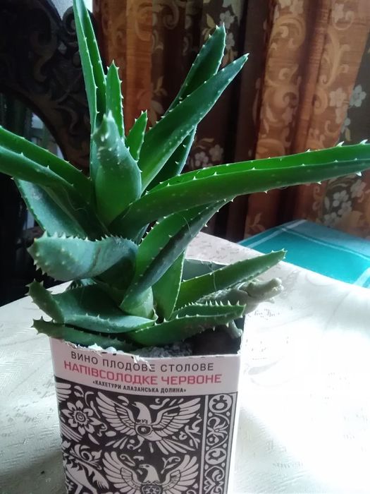 .Рэо. Кактусы, суккуленты.