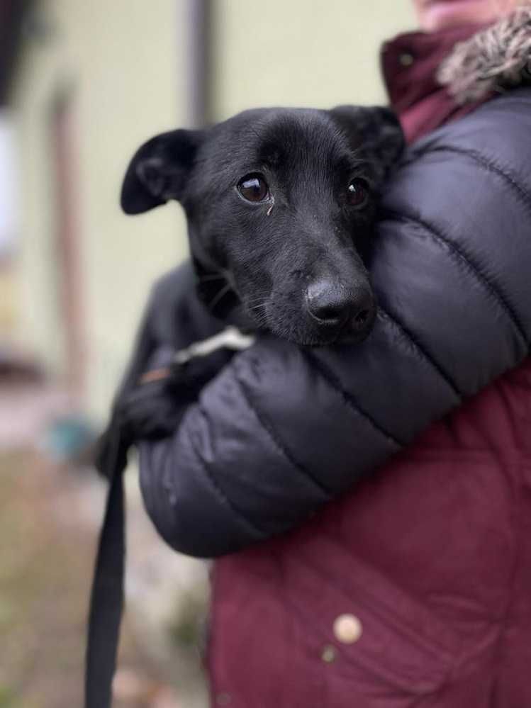 7mies.szczeniak,uratowany,łagodny czarny piesek DŻEKI.Adopcja