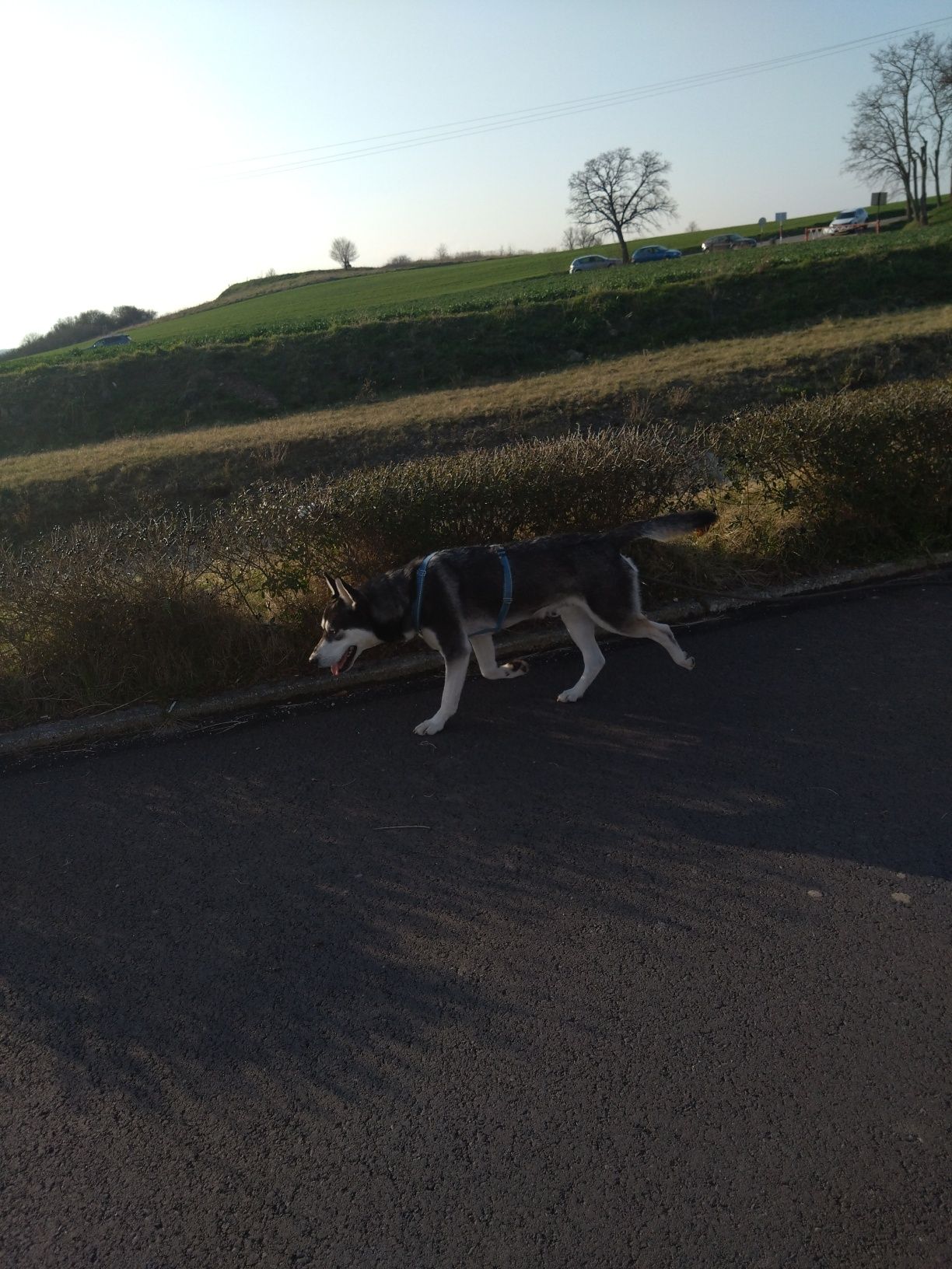 Kokos – energiczny psiak w  typie husky szuka kochającego domu!