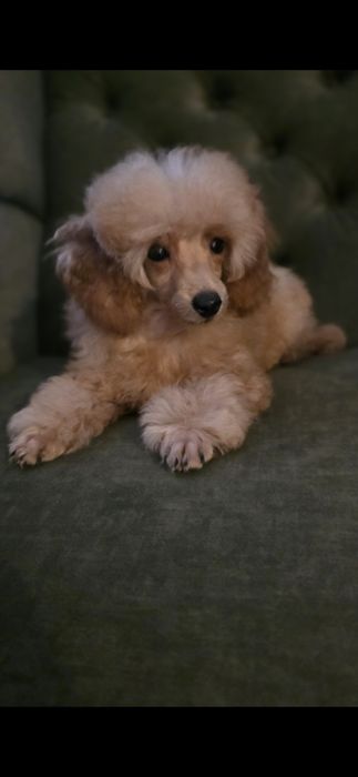 Pudel pudelki miniaturowe -chłopiec