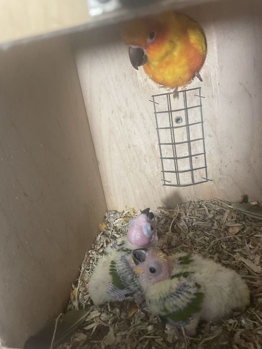 aratinga sol para criar a mao