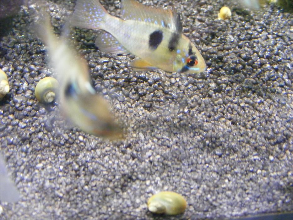 GB piasek kwarcowy czarny / brązowy żwirek do akwarium