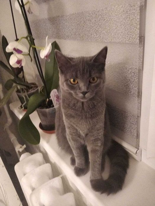 Кішка, британська, прямовуха, 3 роки