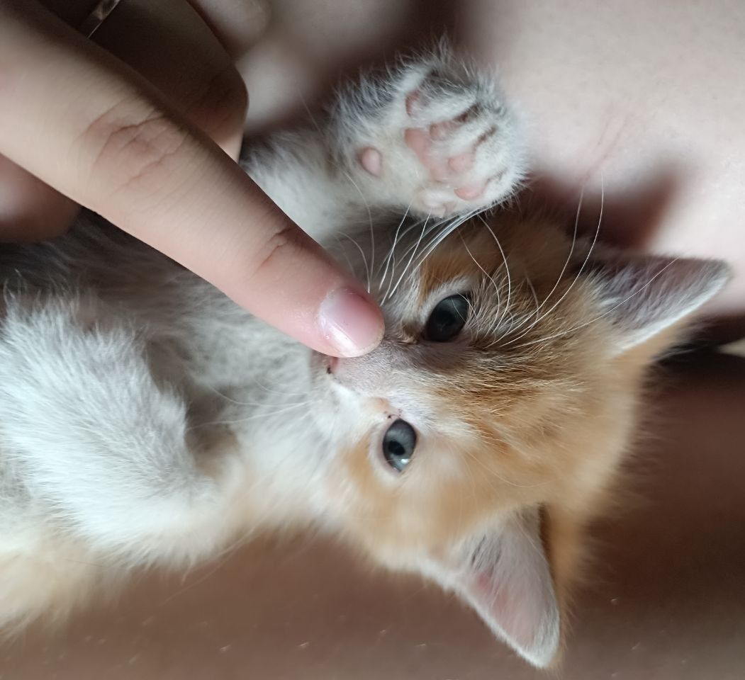 Отдаю в добрые руки рыжих котят