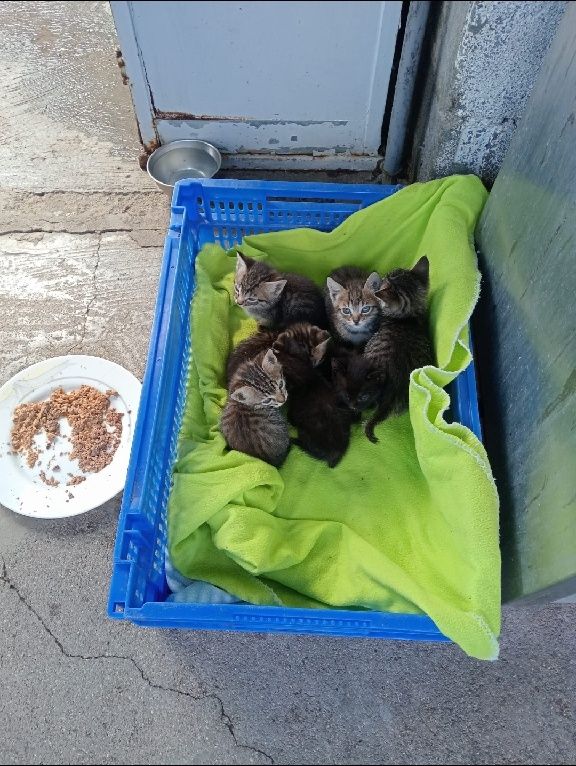 Dá se gatinhos (as)