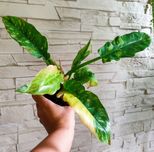 Philodendron ring of fire