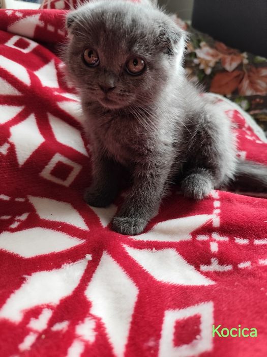 Kotki brytyjskie prosto i zwisłouche