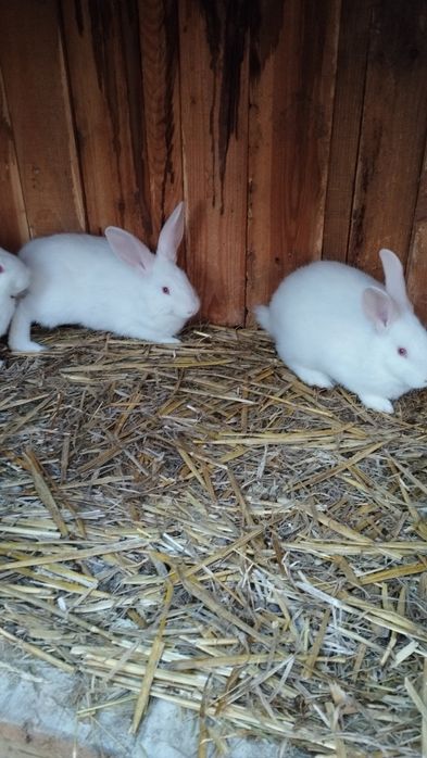 Króliki duży wybór