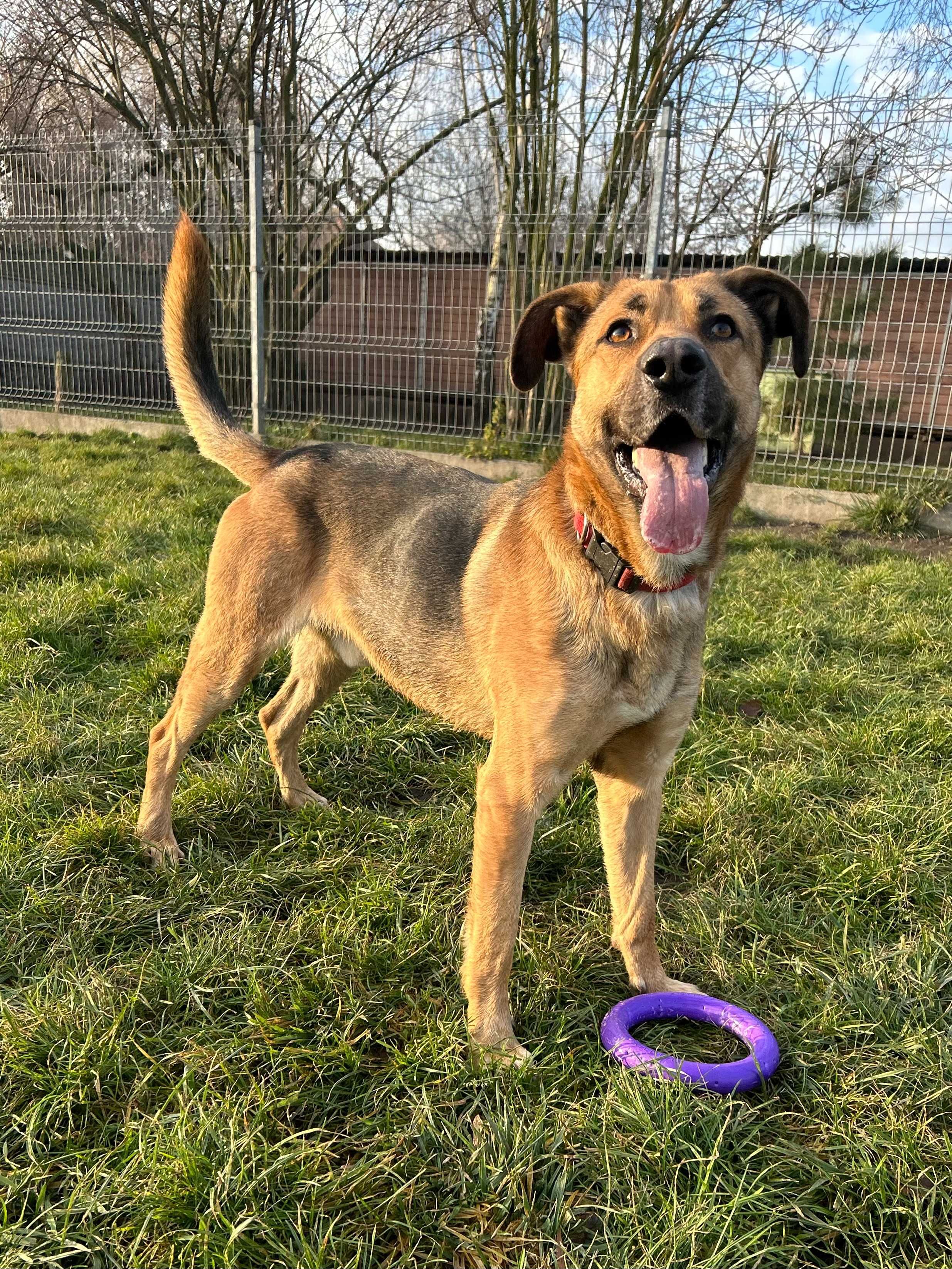 Ramzes w typie owczarka do adopcji owczarek Kalisz Wrocław Poznań Łódź