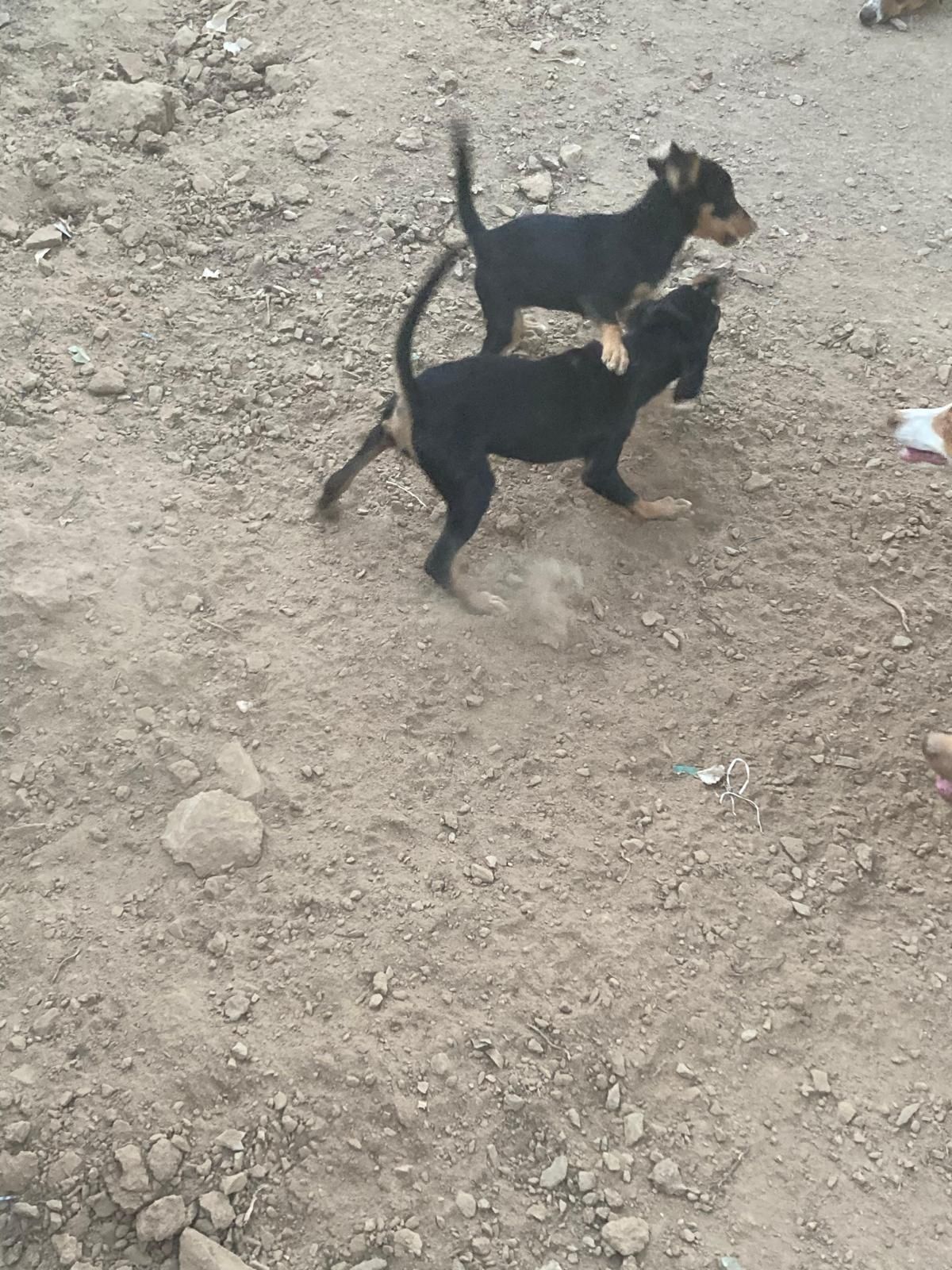 Cachorros para dar