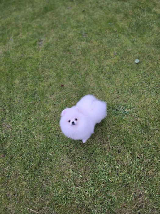 Malenki bialy piesek pomeranian FCI