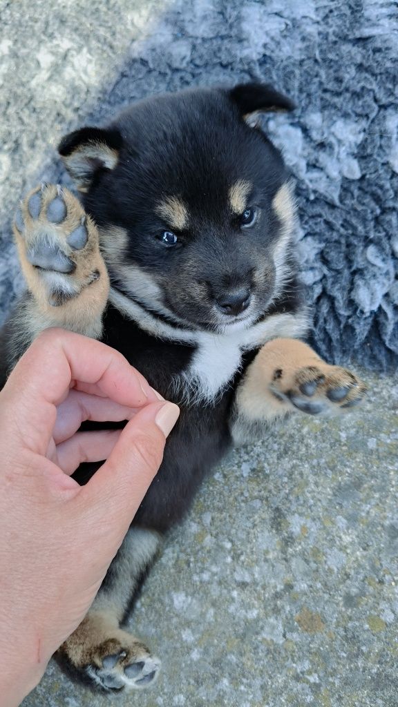 Shiba inu ZKwP/FCI do odbioru