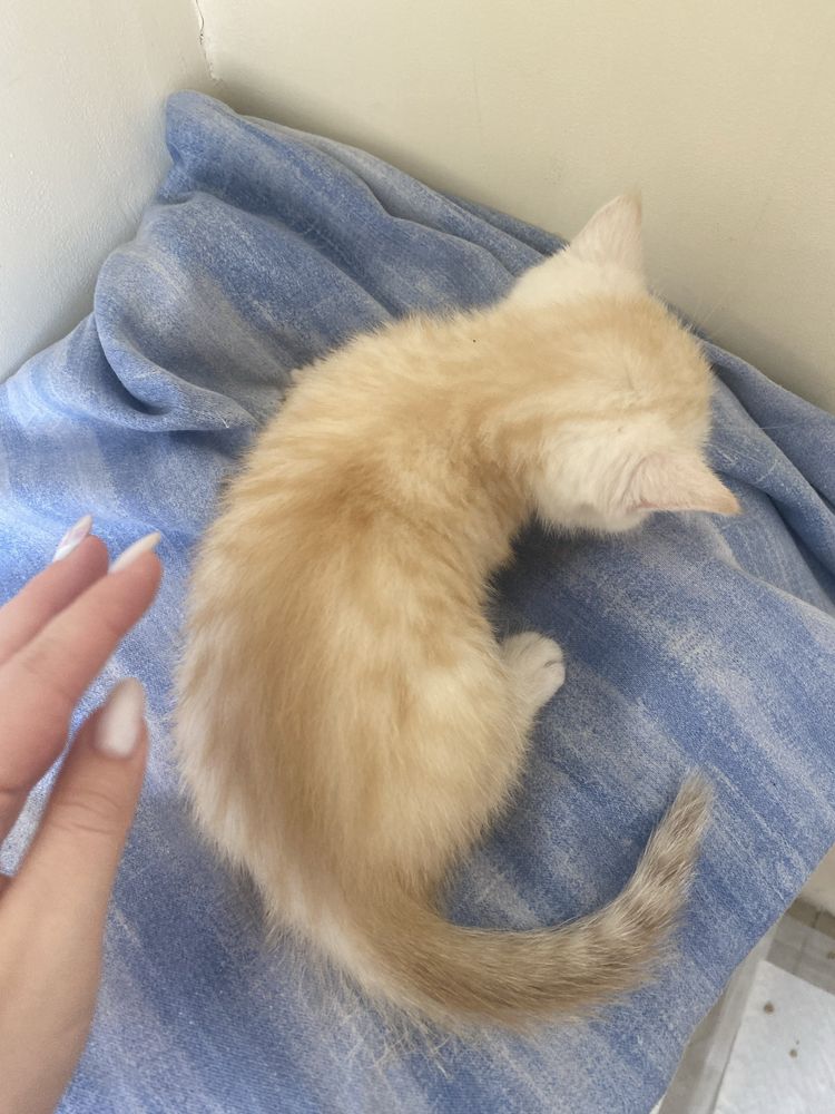 Шотландський кремово рыжий котенок прямоухий