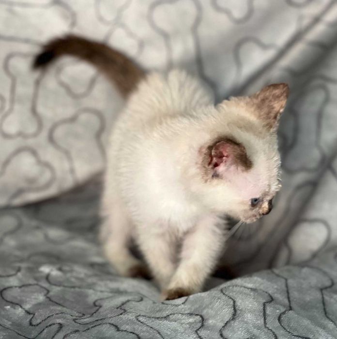 Особлива дівчинка шукає саму люблячу маму!