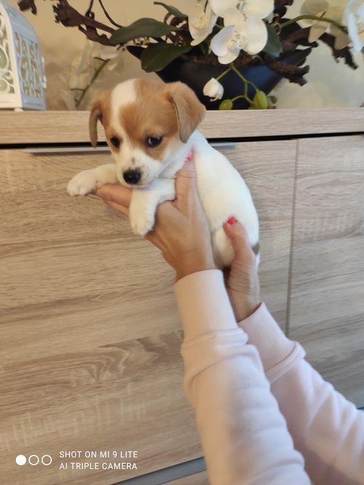 Jack Russell terrier z metryką i czipem