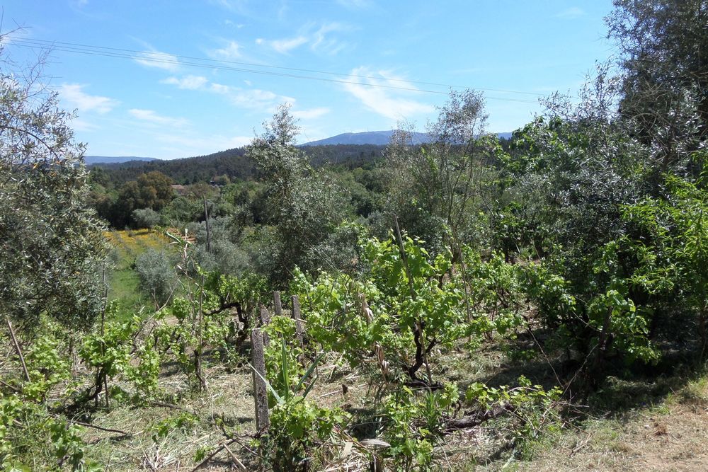 Terreno para moradia Miranda do Corvo