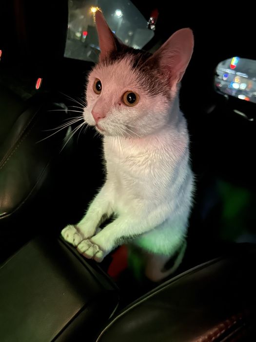 Oddam kotka w dobre ręce