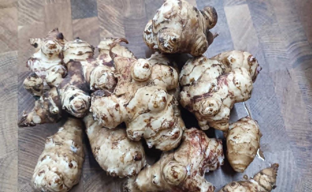 vendo tupinambo- girassol batateiro