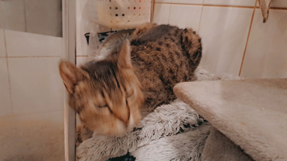 Wydam kocurka. Bez pralki ;)