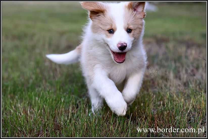 Psy szczeniaki Border Collie ZKwP FCI