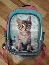 Plecak szkolny z kotkiem