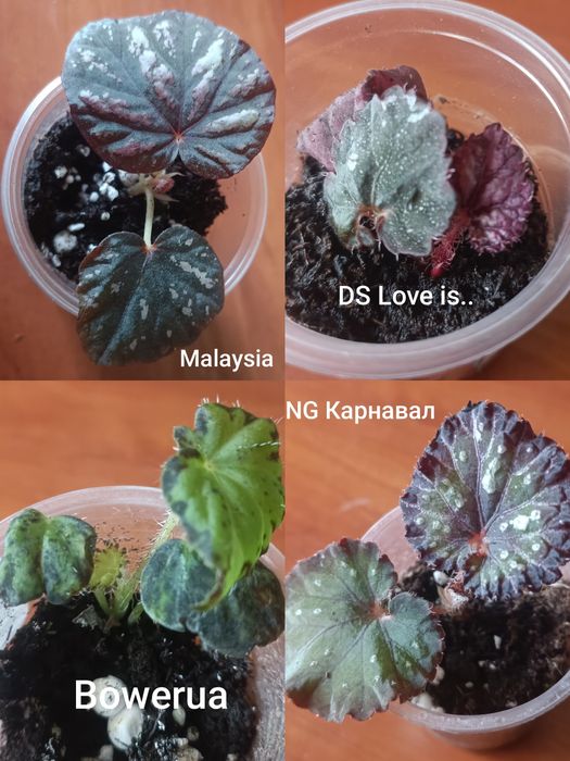 Набір.Бегонії декоративно листяні.