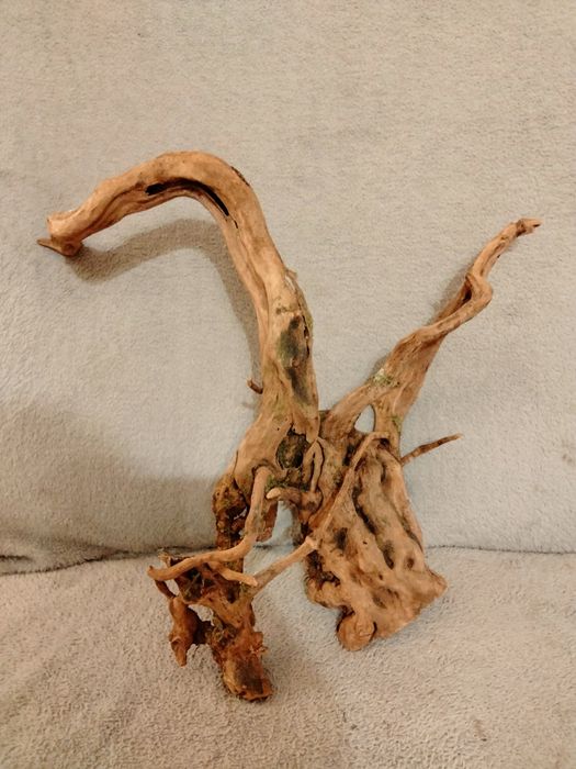 Piękny korzeń do akwarium