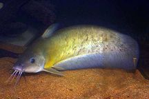 Neosilurus ater wild