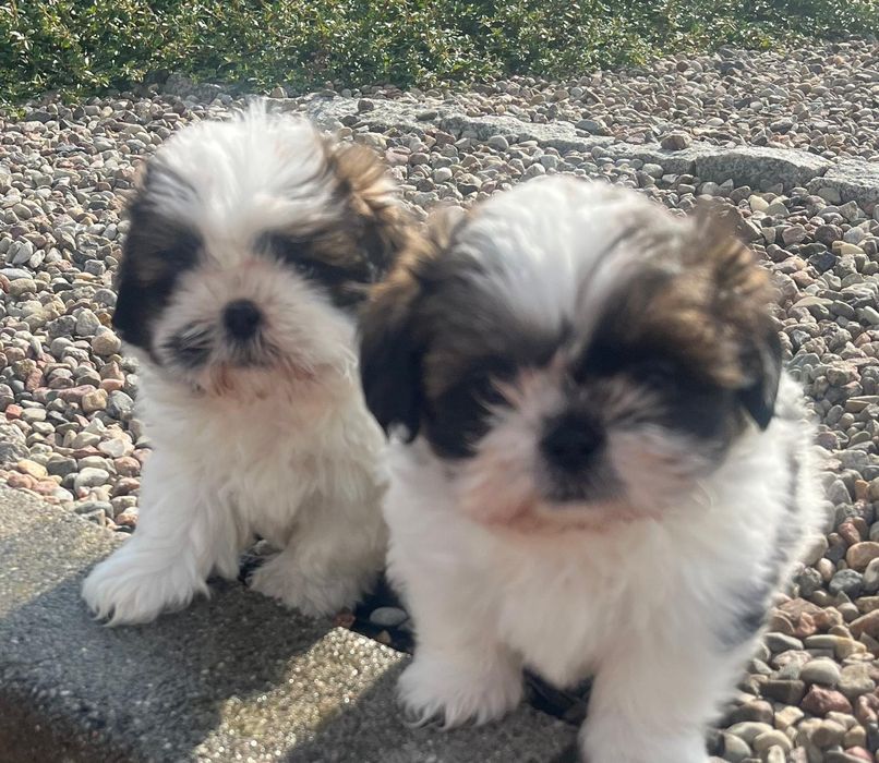 Shih tzu odbior odbioru zaraz