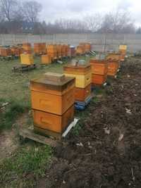 Rodziny pszczele na ramce wielkopolskiej
